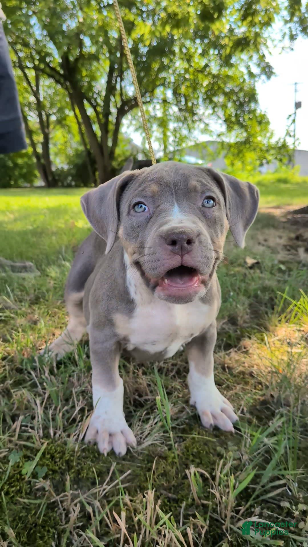 American Bully dogs for sale: Cali - Image 1
