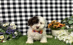 Maltipoo dogs for sale: Patch - Image 1