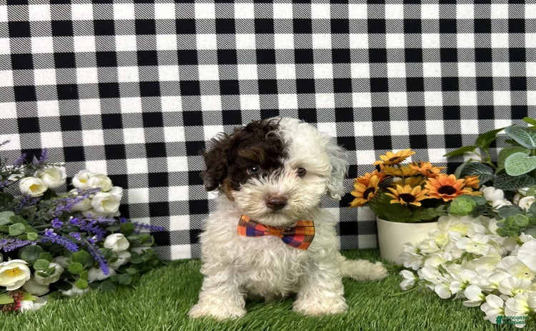 Maltipoo dogs for sale - Ad 4