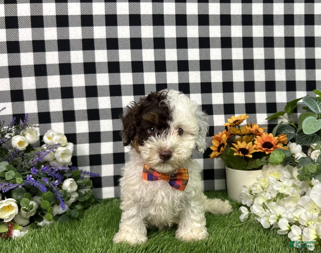 Maltipoo dogs for sale: Patch - Image 1