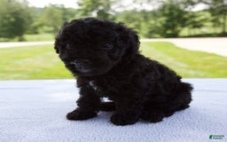 Miniature Poodle dogs for sale: Axel - Image 2