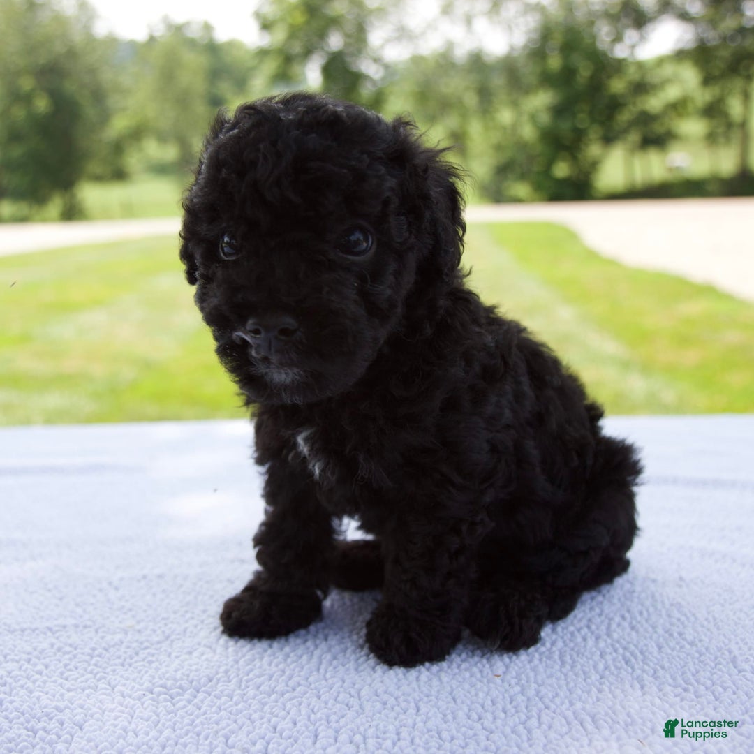 Miniature Poodle dogs for sale: Axel - Image 2