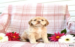 Cocker Spaniel dogs for sale: Kayla - Image 1