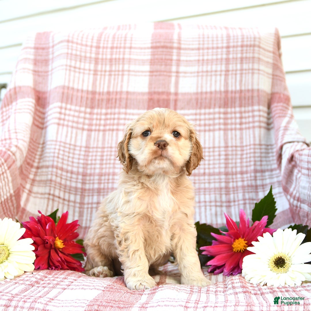 Cocker Spaniel dogs for sale: Kayla - Image 1