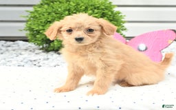 Pomeranian dogs for sale: Pomeranian 9 puppies - Image 13