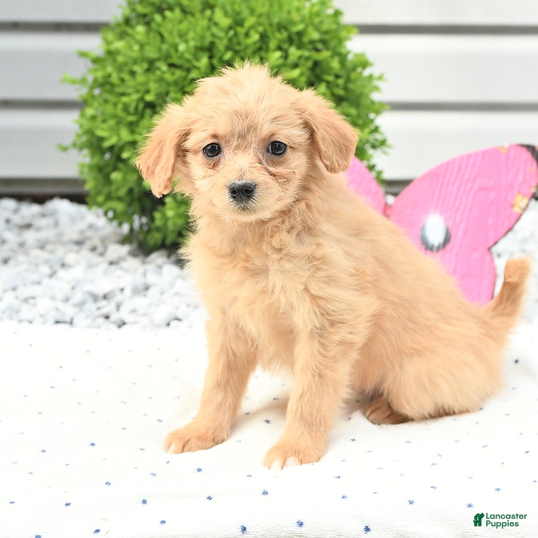 Pomeranian dogs for sale: Pomeranian 9 puppies - Image 13