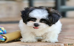Shihpoo dogs for sale: Bingo - Image 9