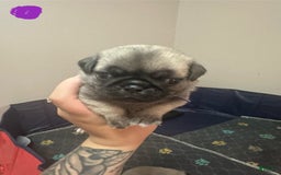 Pug dogs for sale: Hazel - Image 6