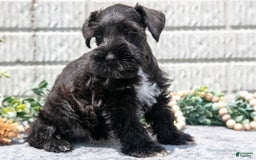 Miniature Schnauzer dogs for sale: Randy - Image 2