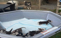 Siberian Husky dogs for sale: Skunky - Image 7