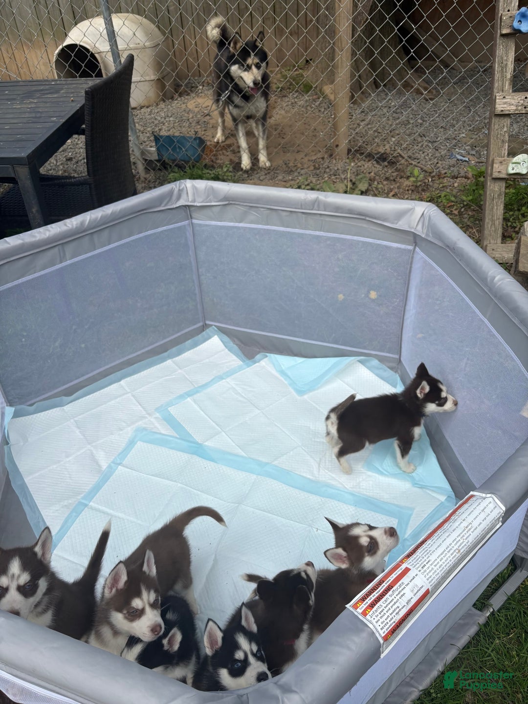 Siberian Husky dogs for sale: Skunky - Image 7