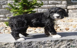 Bernedoodle dogs for sale: Alice - Image 4