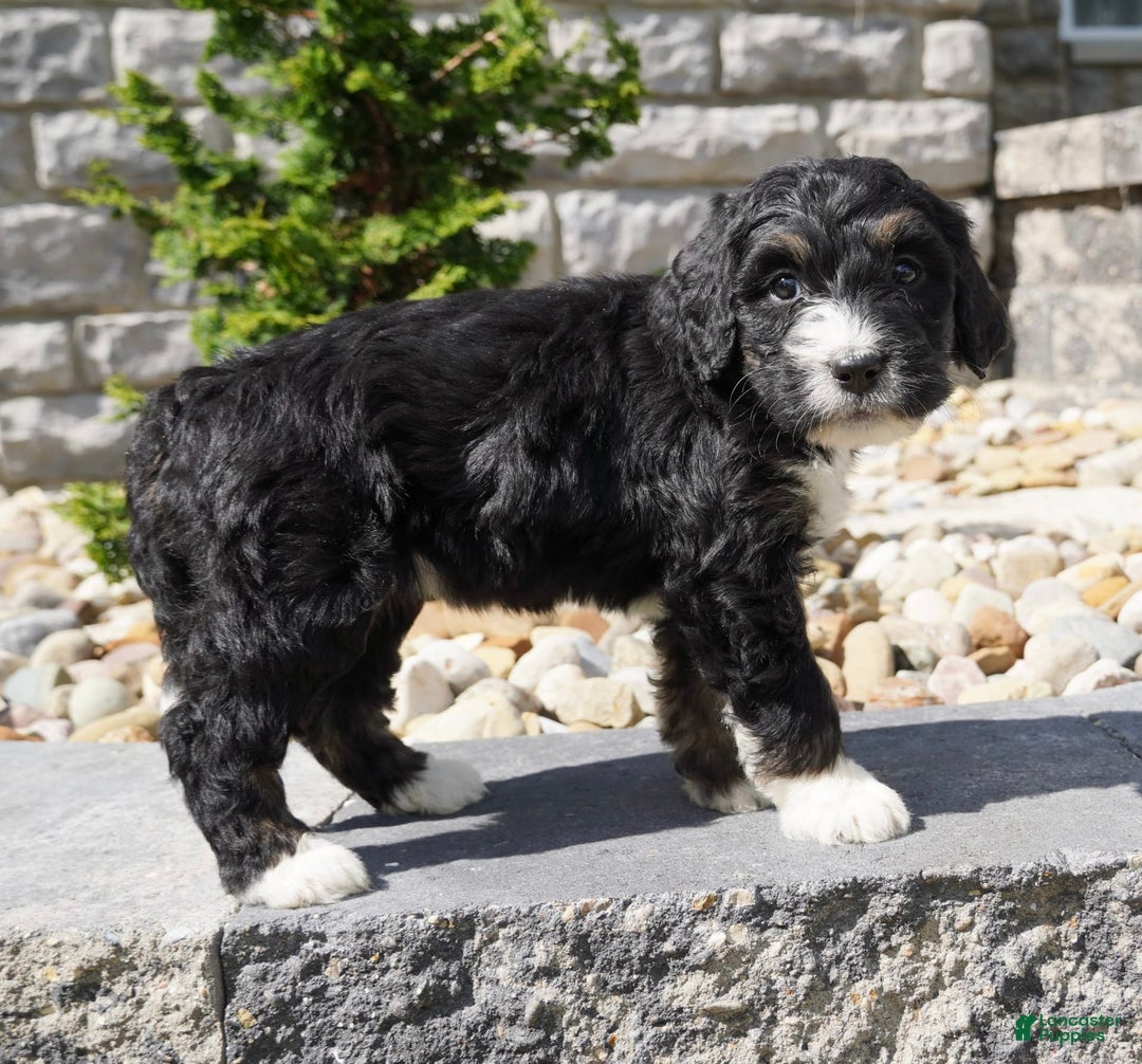 Bernedoodle dogs for sale: Alice - Image 4