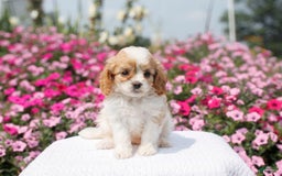 Cavapoo dogs for sale: Willow - Image 2
