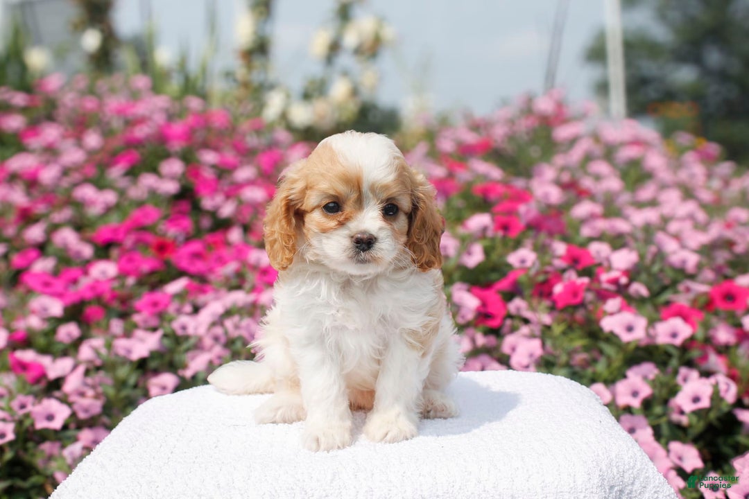 Cavapoo dogs for sale: Willow - Image 2