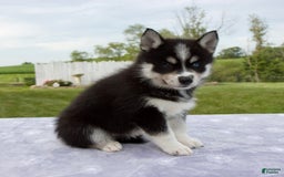 Pomsky dogs for sale: Bluey - Image 5
