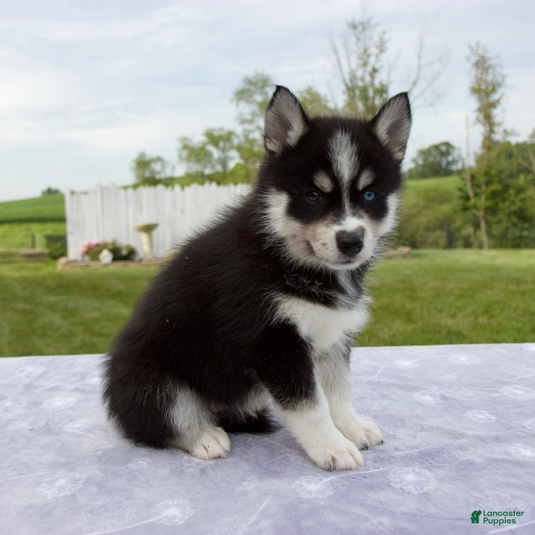 Pomsky dogs for sale: Bluey - Image 5