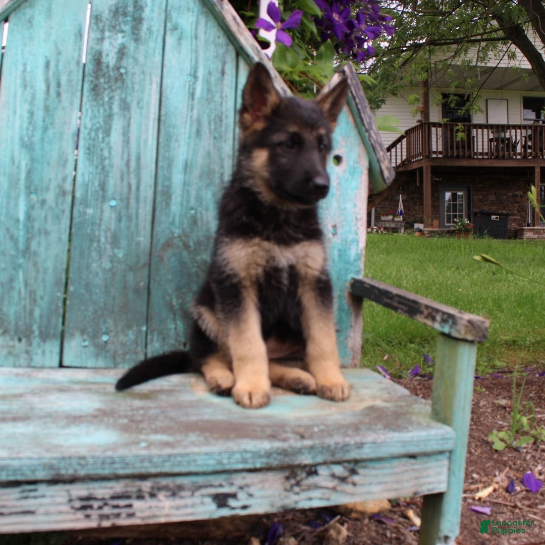 German Shepherd dogs for sale: Bella - Image 4