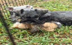 Miniature Schnauzer dogs for sale: Puppy two - Image 2