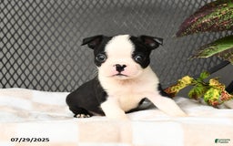 Boston Terrier dogs for sale: Junior - Image 4
