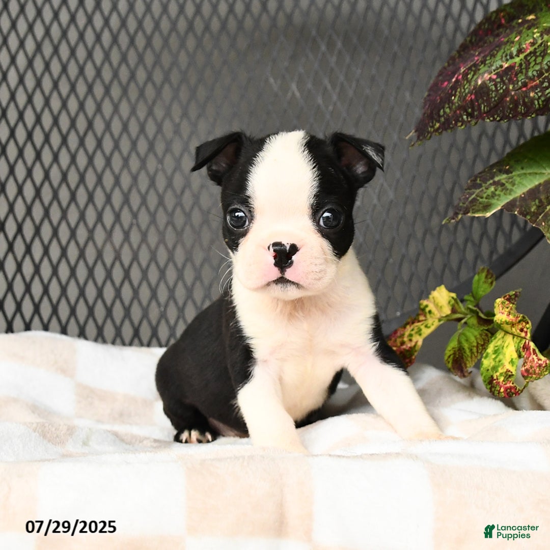 Boston Terrier dogs for sale: Junior - Image 4