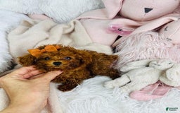 Toy Poodle dogs for sale: Presi - Image 2