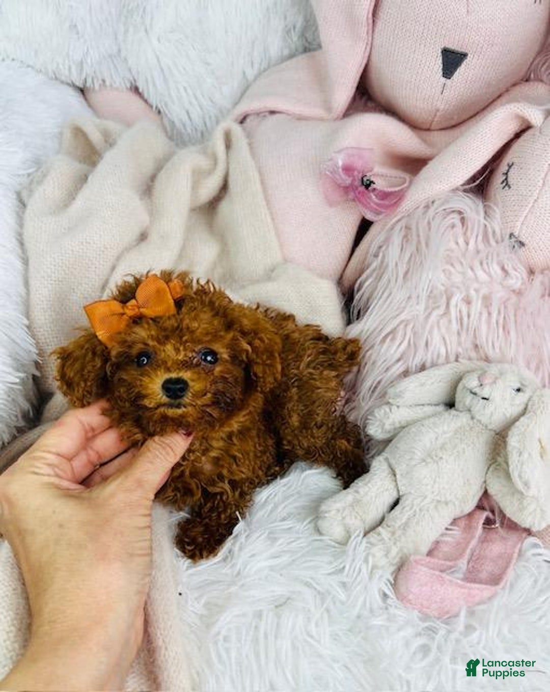 Toy Poodle dogs for sale: Presi - Image 2