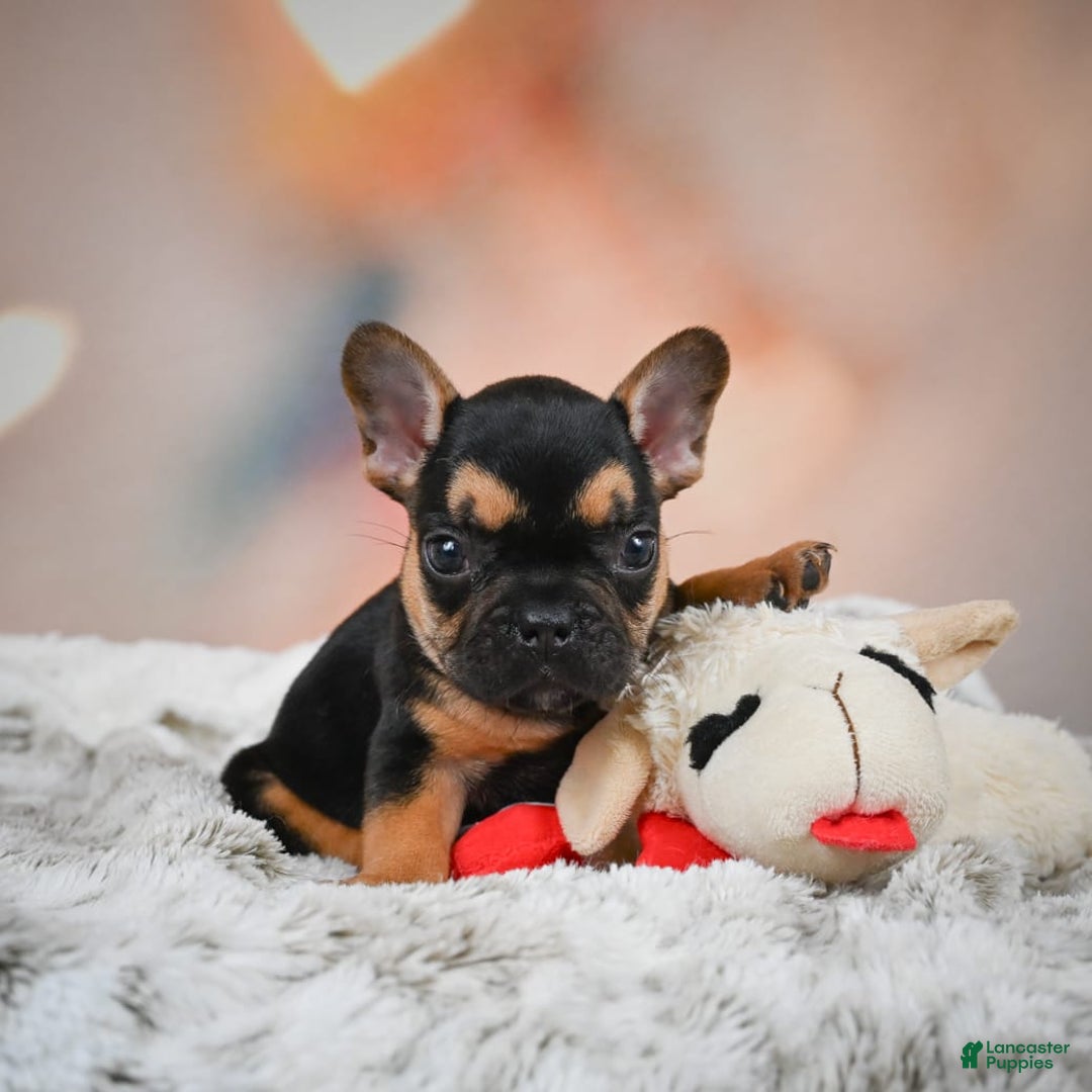 French Bulldog dogs for sale: Max - Image 8