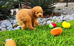 Maltipoo dogs for sale: Chopin - Image 6
