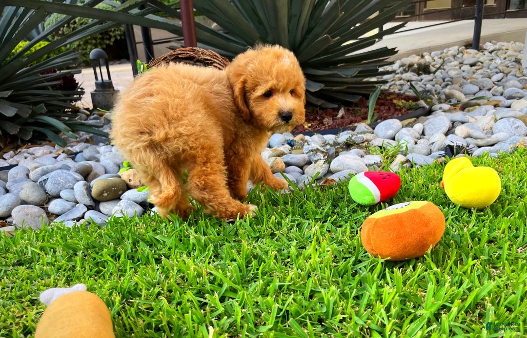 Maltipoo dogs for sale: Chopin - Image 6