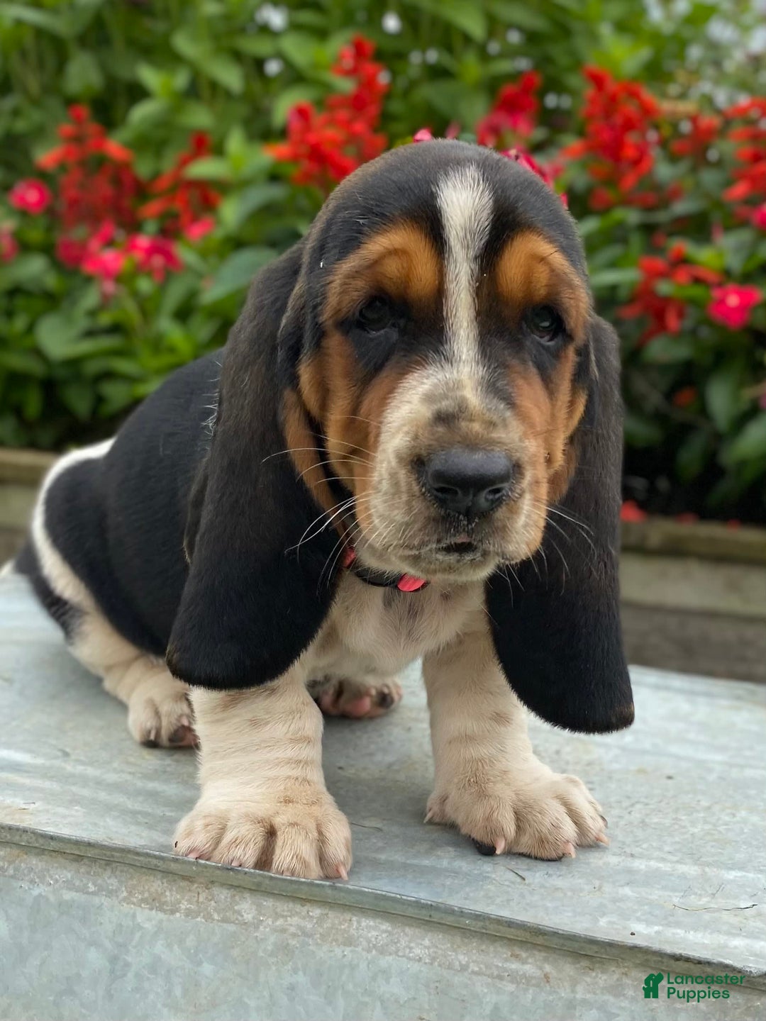 Basset Hound dogs for sale: Sally - Image 4
