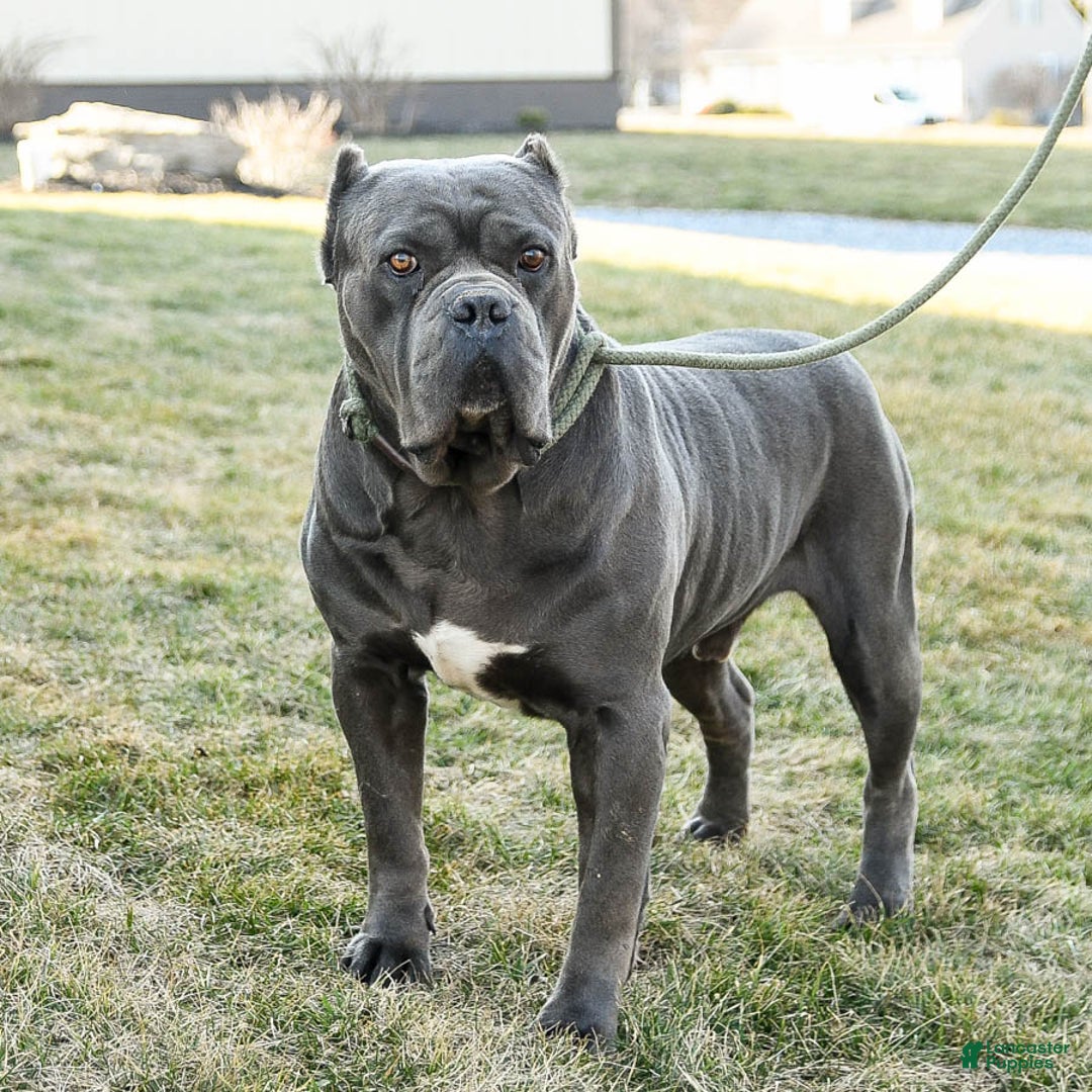 Cane Corso dogs for sale: Lucy - Image 7