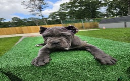 Cane Corso dogs for sale: Mila - Image 13