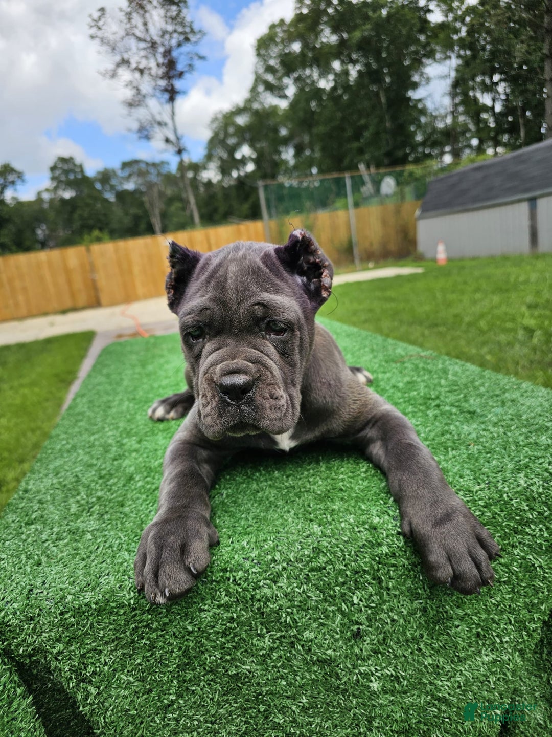 Cane Corso dogs for sale: Mila - Image 13