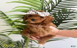 Mini Goldendoodle dogs for sale: Petite Belle - Image 7