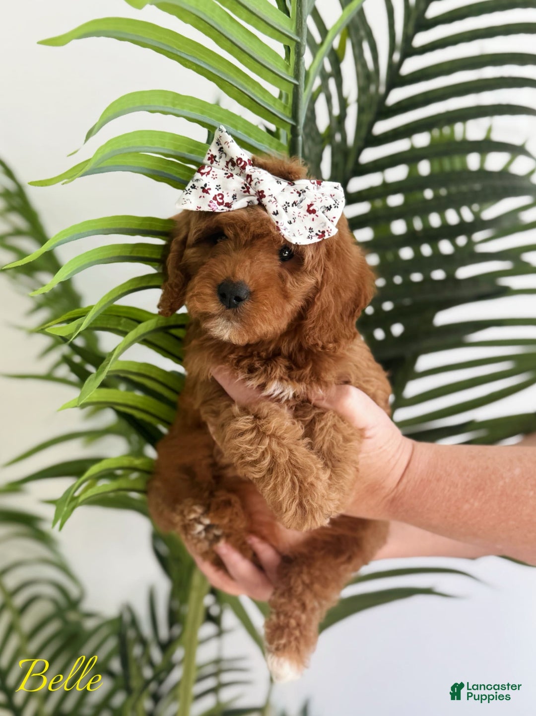 Mini Goldendoodle dogs for sale: Petite Belle - Image 7