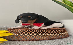 Dachshund dogs for sale: Lil Peanut - Image 35