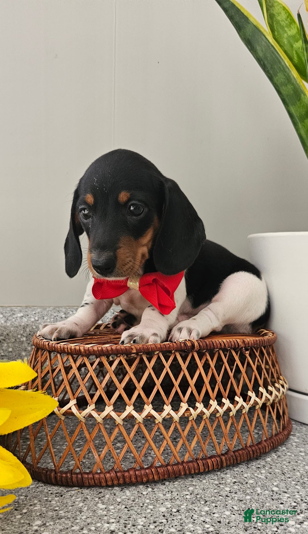 Dachshund dogs for sale: Lil Peanut - Image 35