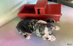 Frenchton dogs for sale: Cookie Dna Clear - Image 8