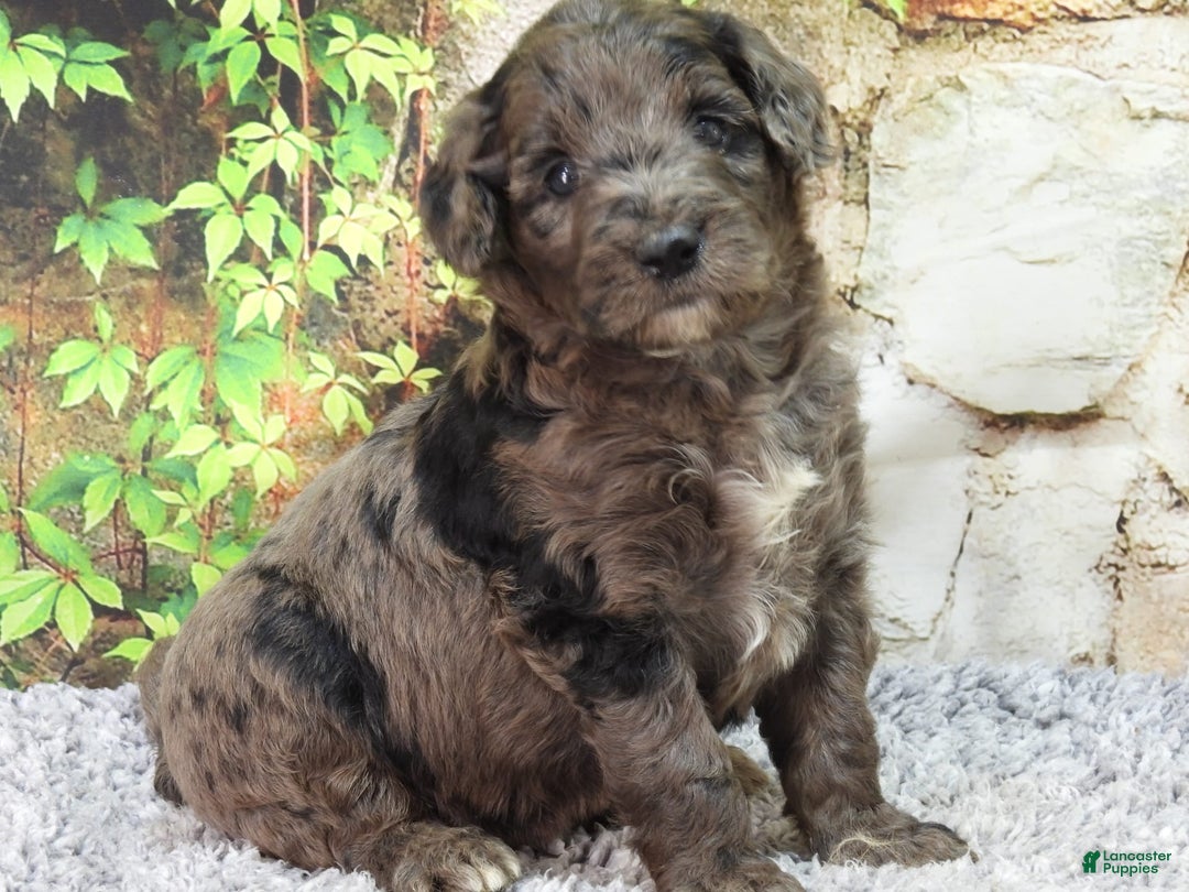 Mini Goldendoodle dogs for sale: Finn F1b - Image 7