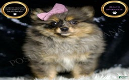 Pomeranian dogs for sale: Fluffy - Image 5