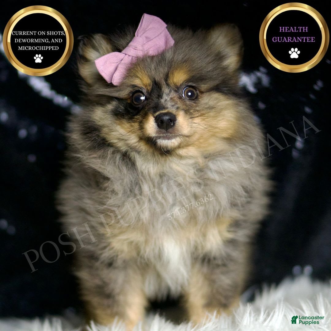 Pomeranian dogs for sale: Fluffy - Image 5