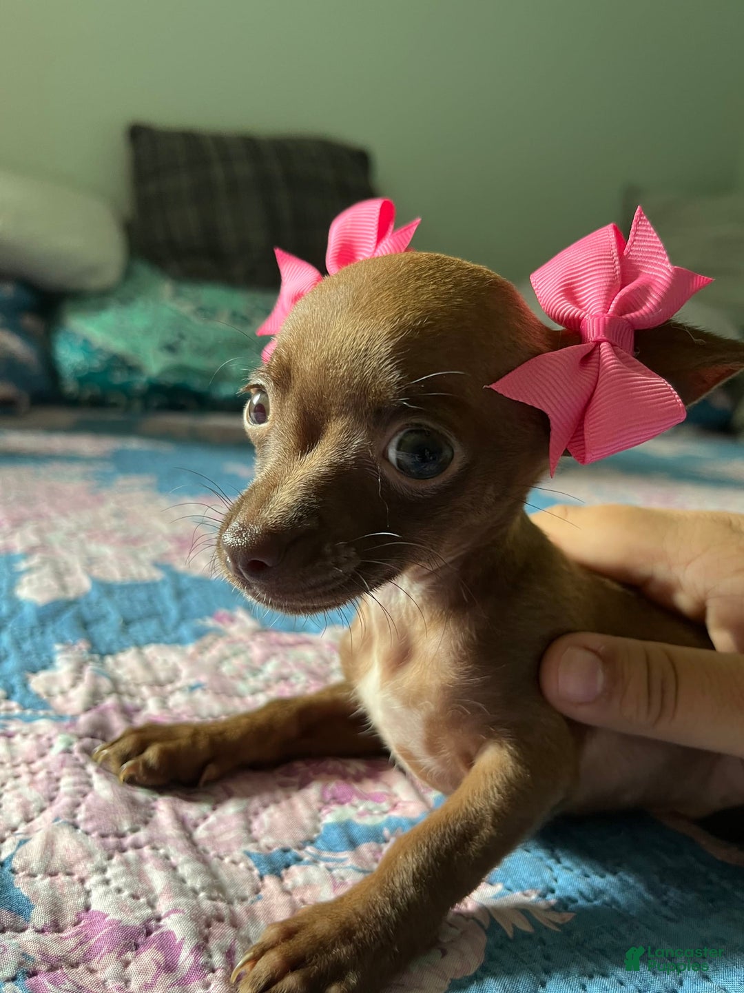 Chihuahua dogs for sale: Canela - Image 6
