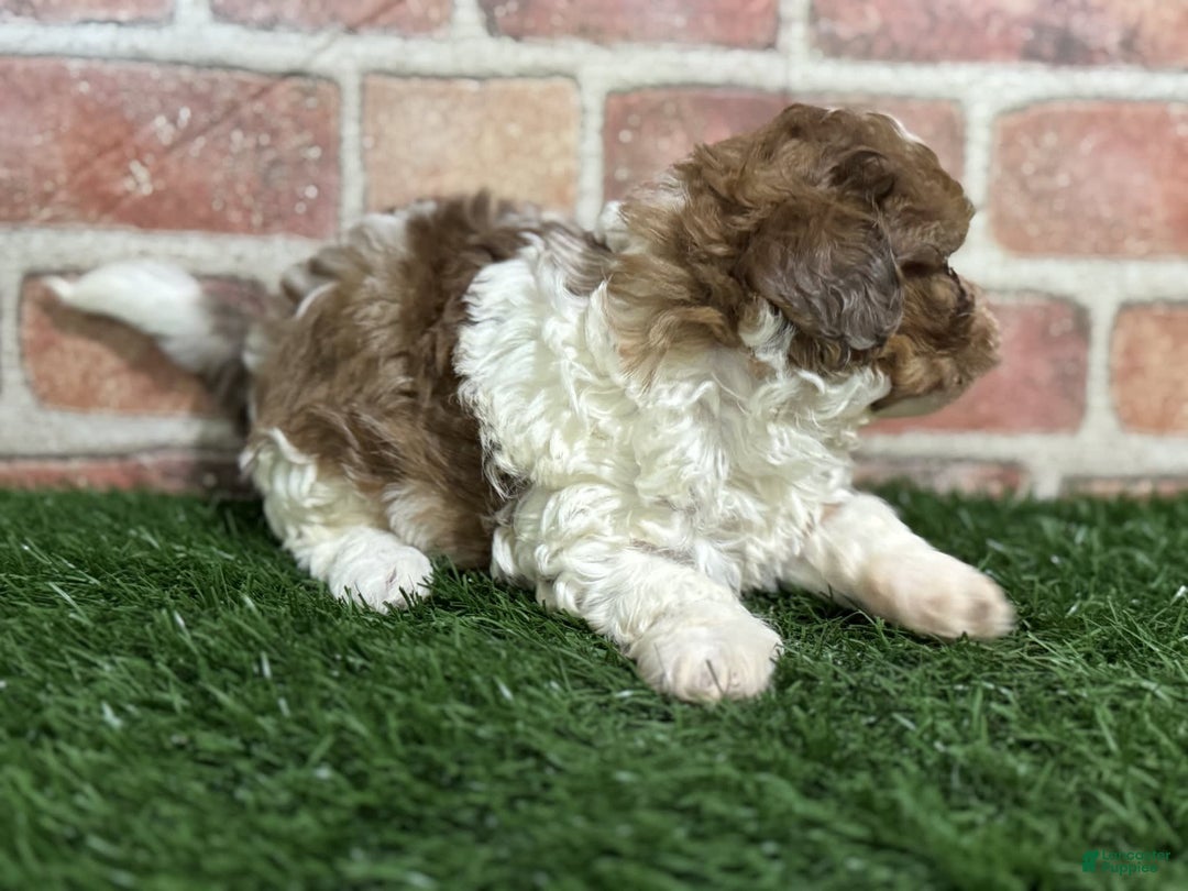 Shihpoo dogs for sale: Biscuit - Image 5