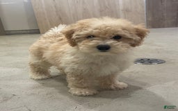 Bichpoo dogs for sale: Chloe - Image 6