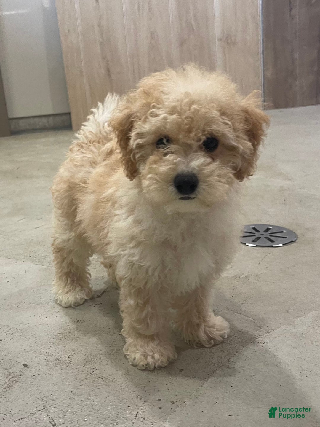 Bichpoo dogs for sale: Chloe - Image 6