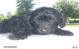 Yorkiepoo dogs for sale: Manny - Image 19