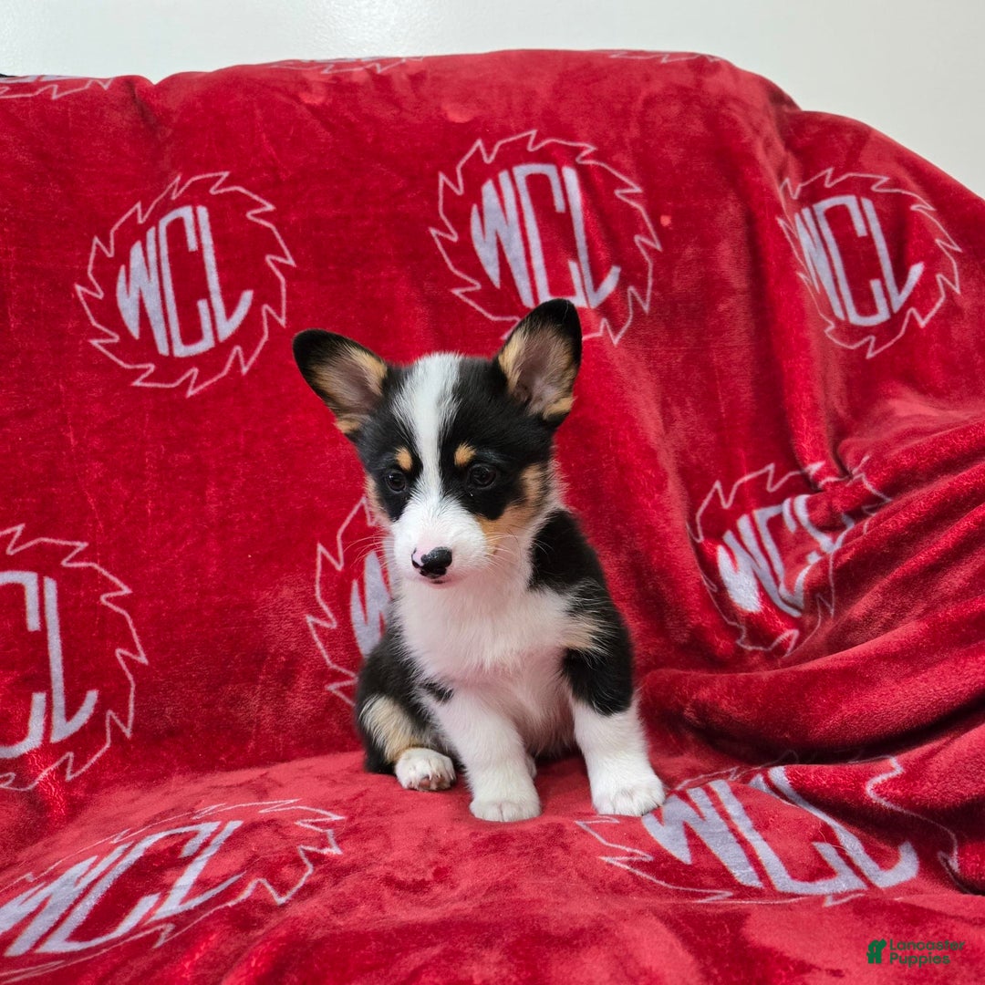 Welsh Corgi Pembroke dogs for sale: Lily - Image 10