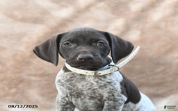 German Shorthaired Pointer dogs for sale: Miami - Image 2