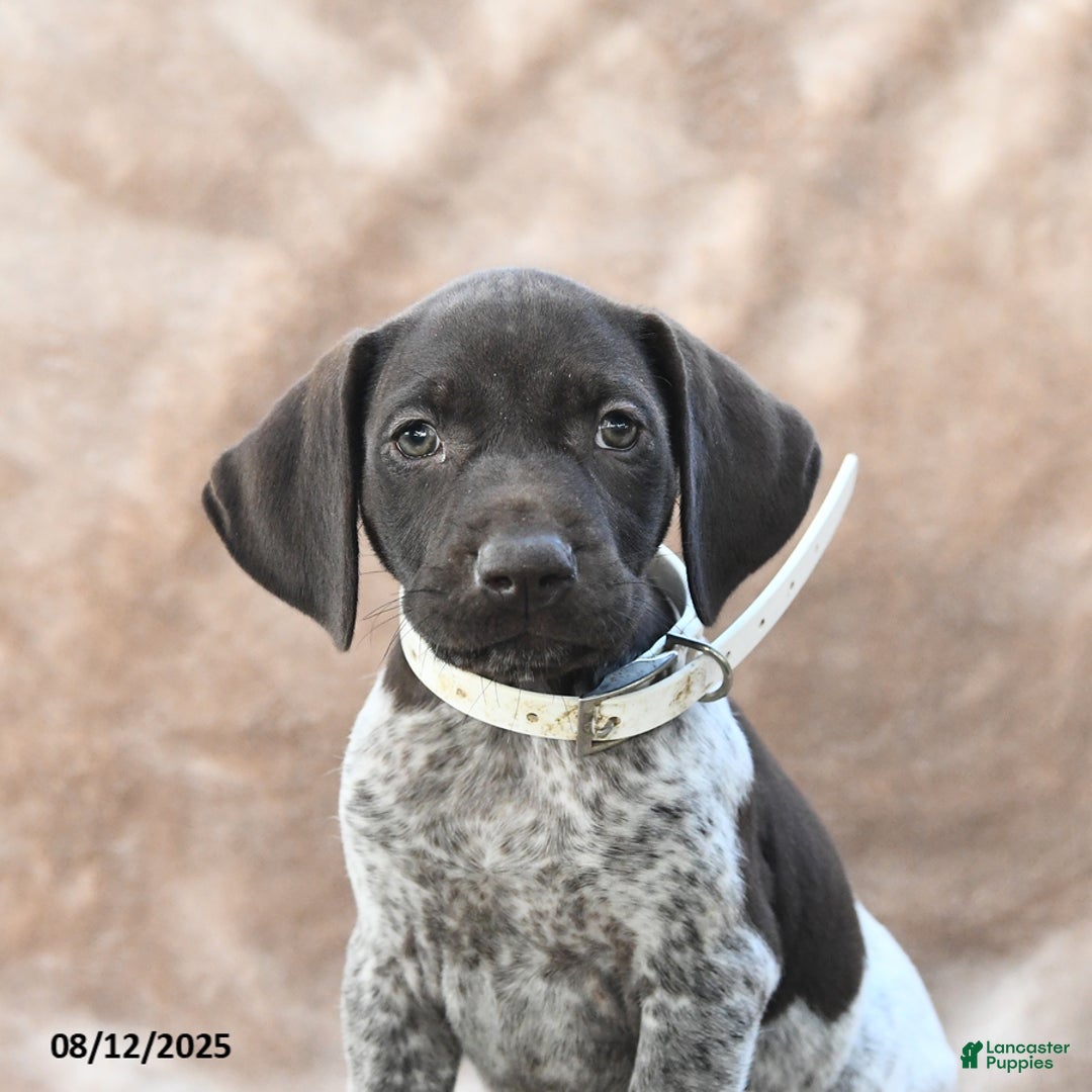German Shorthaired Pointer dogs for sale: Miami - Image 2